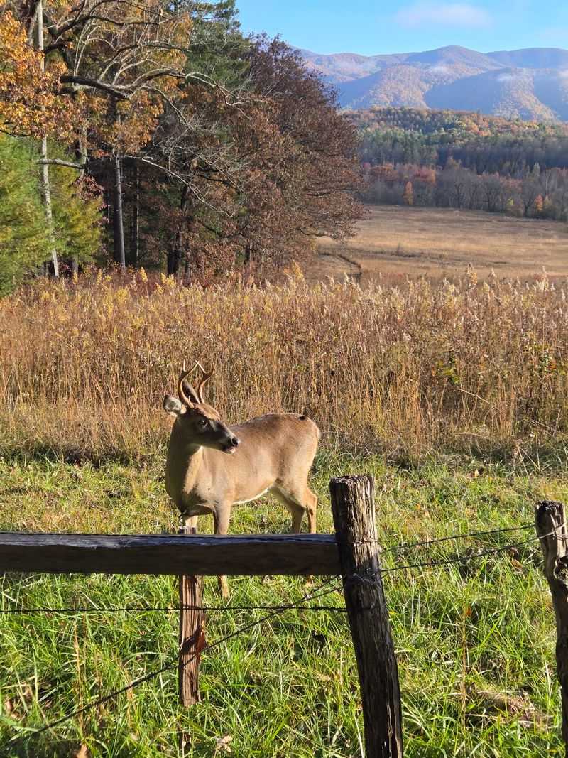 The Leaves Here Show Up Fashionably Late, And That's Great News