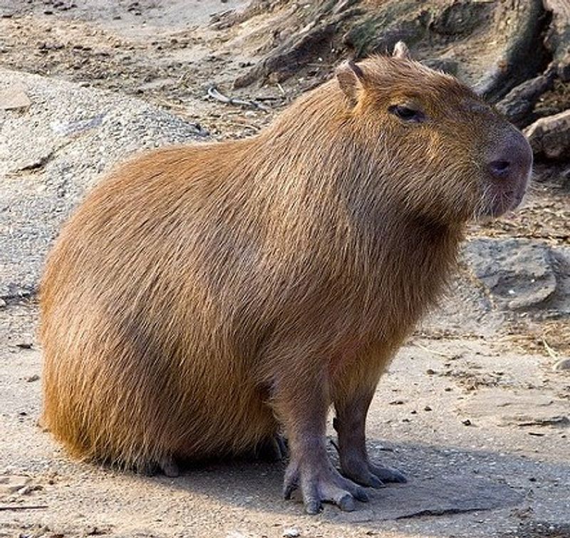 Thirty Minutes With A Capybara Will Reset Your Whole Mood