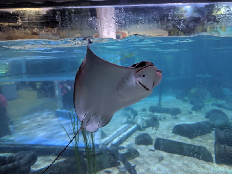 Grab A Snorkel, Because The Stingrays Are Waiting