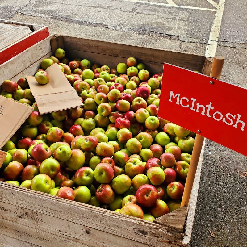 Watch Apples Get Squeezed Into Cider Before Your Eyes