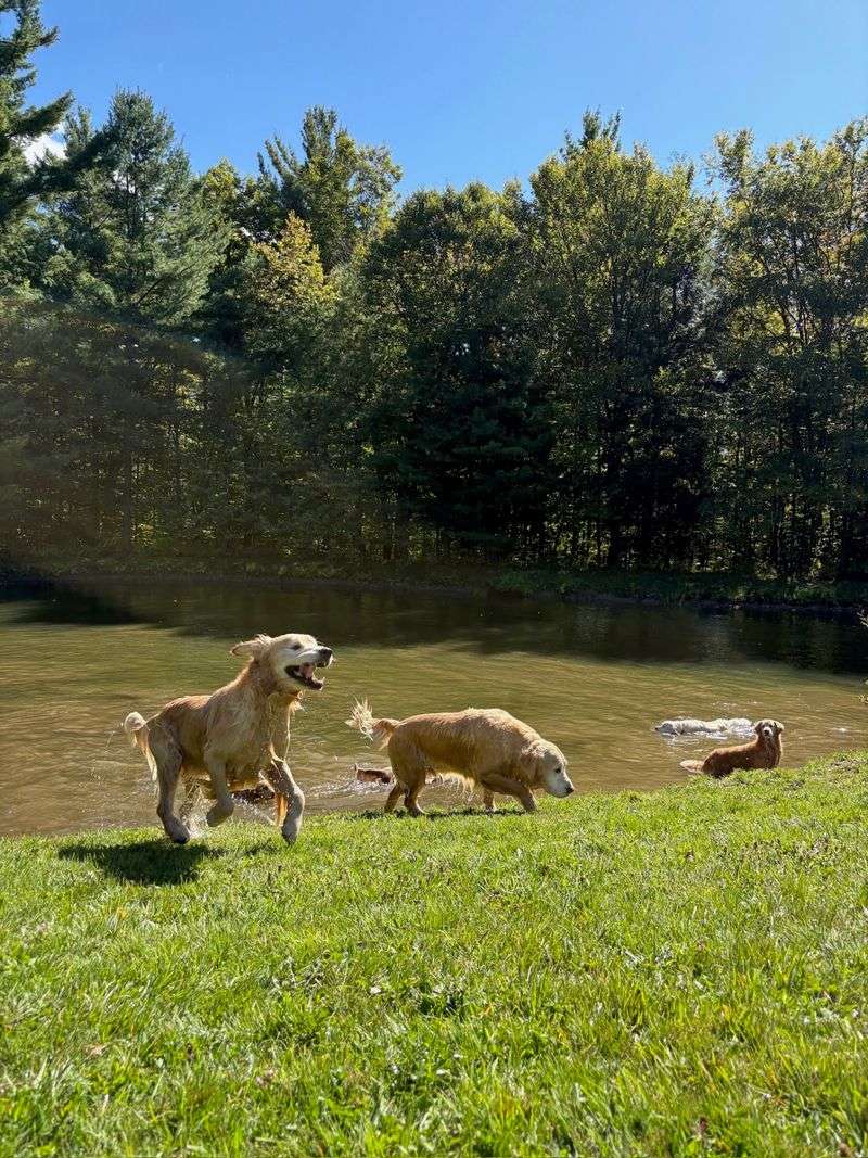 Golden Retrievers Are The Main Attraction