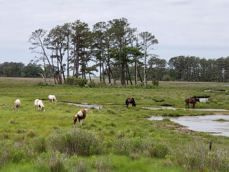 The Famous Ponies Are The Reason Your Camera Battery Won't Last