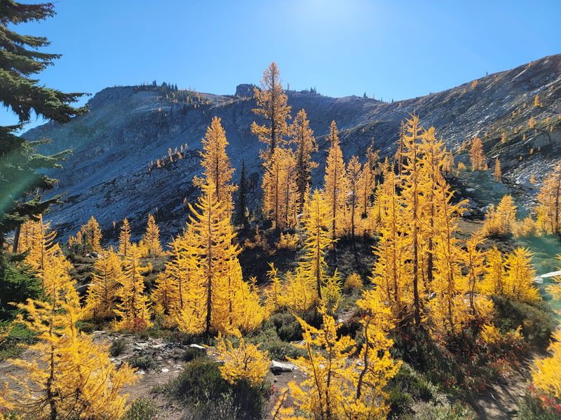 Meet The Trees That Break Every Evergreen Rule