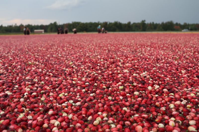 A Century Of Cranberries Is Hiding Behind That Sauce Can