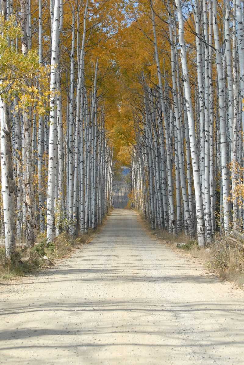 Aspen Alley Becomes A Tunnel Of Gold Every Fall