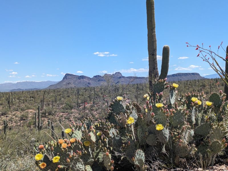 You Can Cruise Eight Miles Through A Cactus Forest