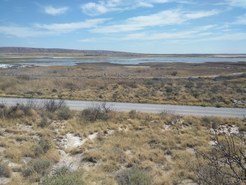 A Desert Oasis Alive With Wildlife