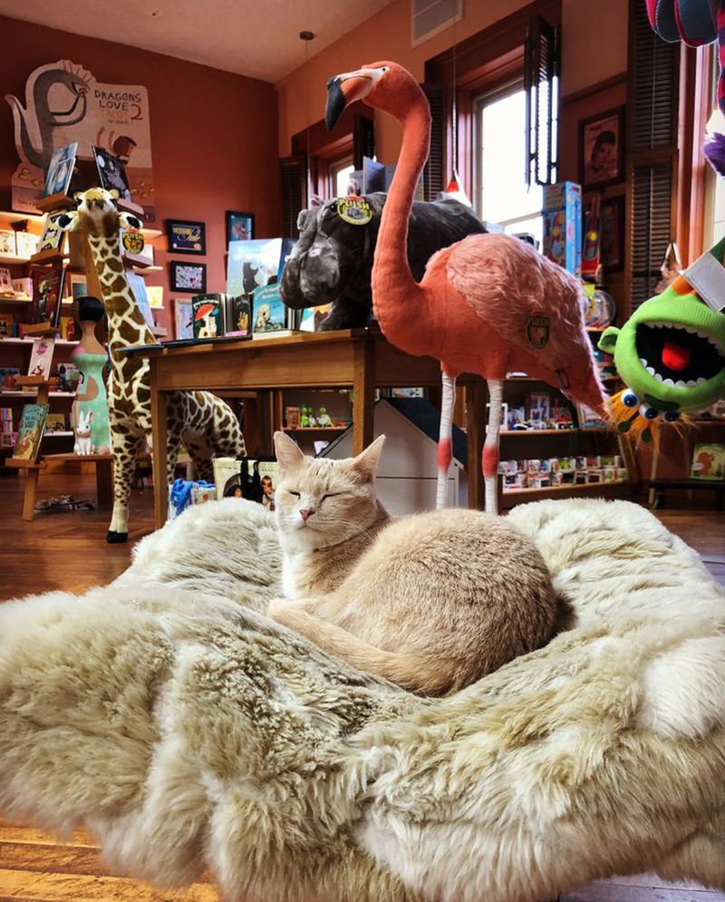 Meet The Shop Cats