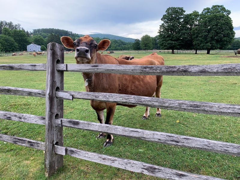 Cows, Butter, And Hands-On Farm Fun