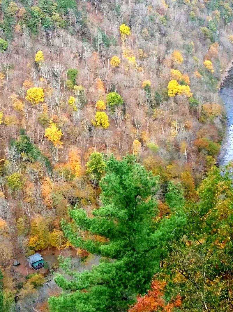 Timing Your Visit For The Brightest Leaves