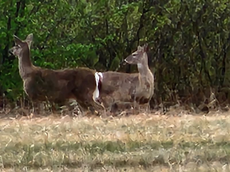 Deer, Birds, And Surprise Visitors