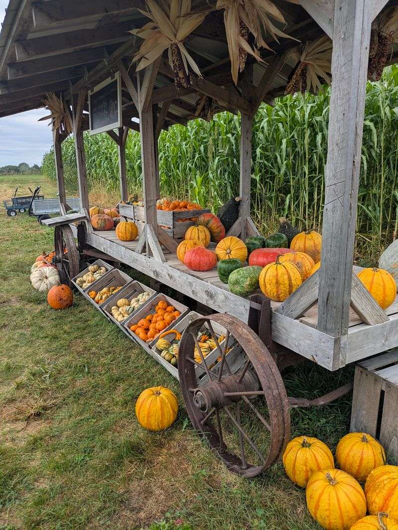 Pumpkins Come In Shapes You Did Not Expect