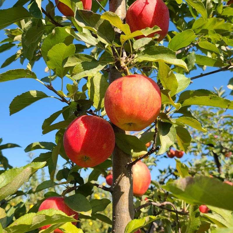 Grab A Bag And Pick Apples Straight Off The Tree