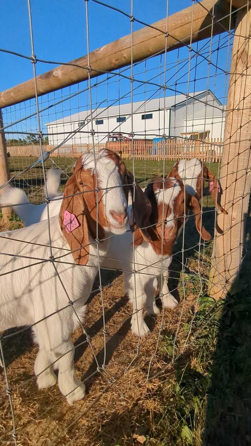 Flying Pumpkins And Goats Who Expect A Snack