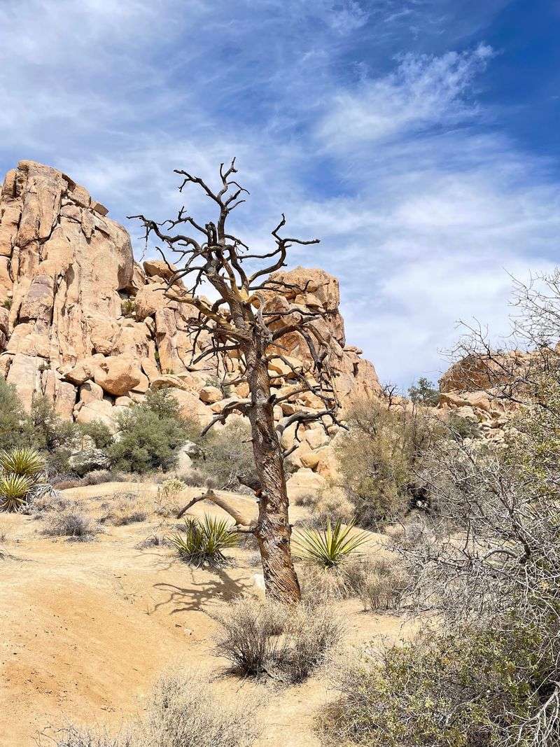 Short Trails Deliver Big Rewards Without Wrecking Your Legs