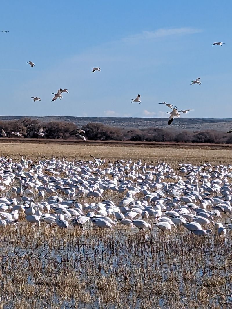 Bosque del Apache National Wildlife Refuge, San Antonio