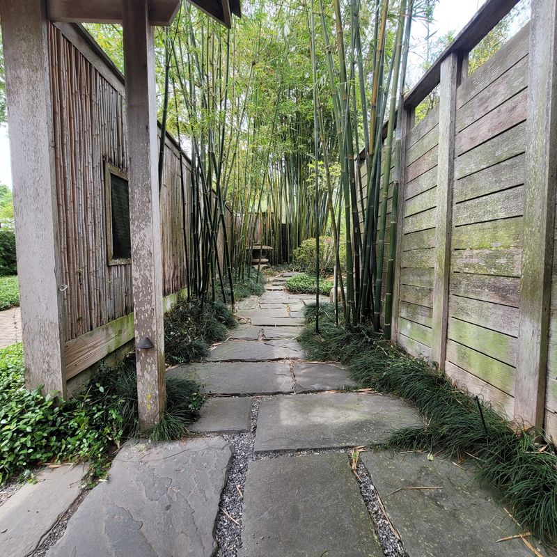 Bamboo Makes A Living Boundary