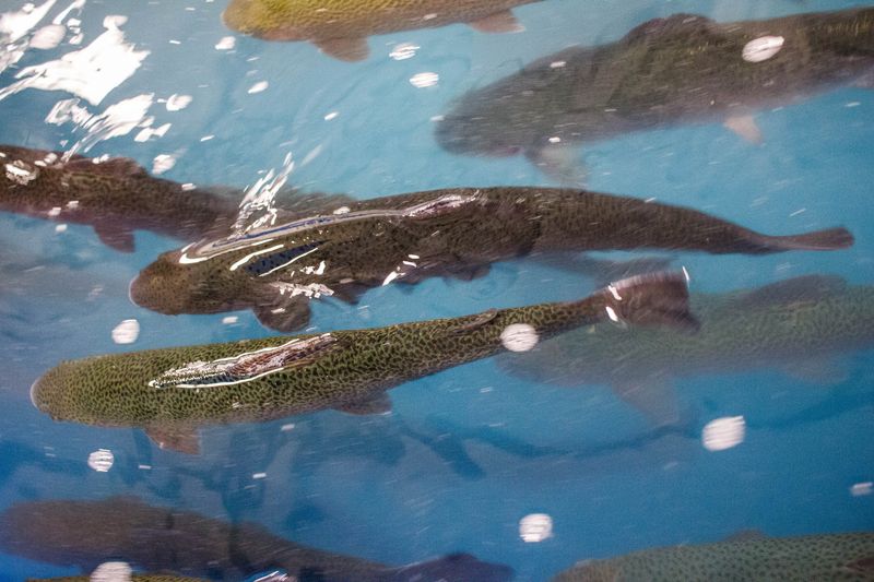 Ponds Bursting With Rainbow Trout