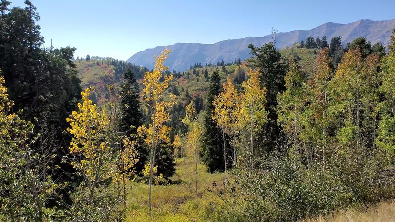 Want To Stay The Night? Grab A Campsite Under The Aspens