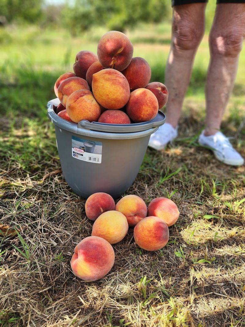 Choose Fruit For Your Actual Plans