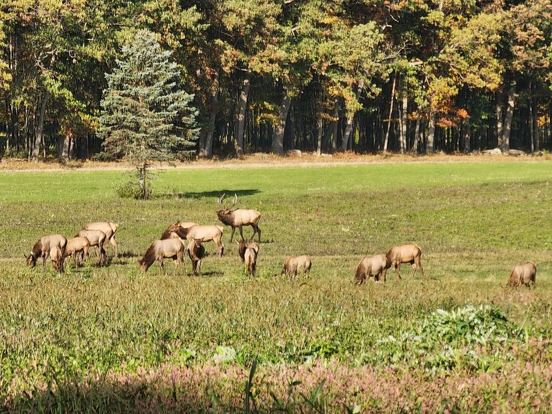 Why Benezette Is Famous For Pennsylvania's Wild Elk Herd