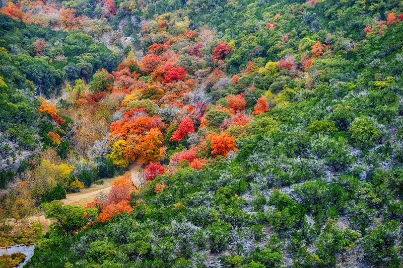 A Rare Splash Of Autumn Color In The Heart Of Texas
