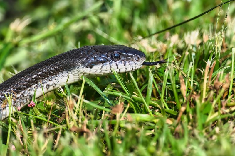 Meet The Big Snakes Behind The Legend