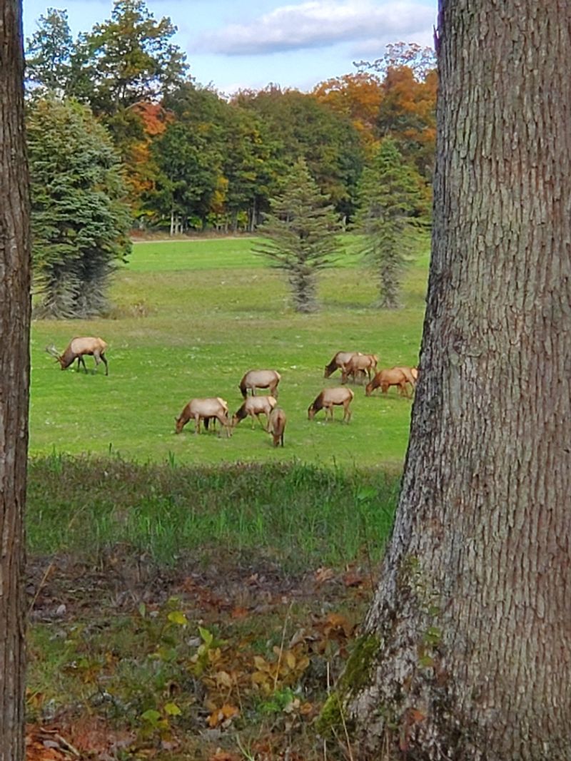 Autumn Brings The Herd To Life