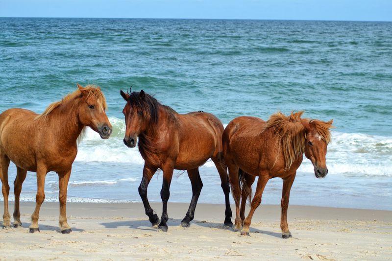 The Herd Descends From Horses Brought To The Island Centuries Ago