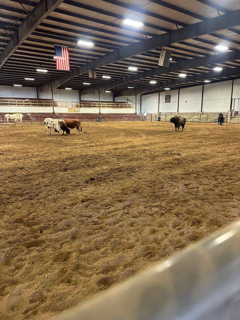 Longhorns, Livestock Auctions, And A Friendly Bidding Floor