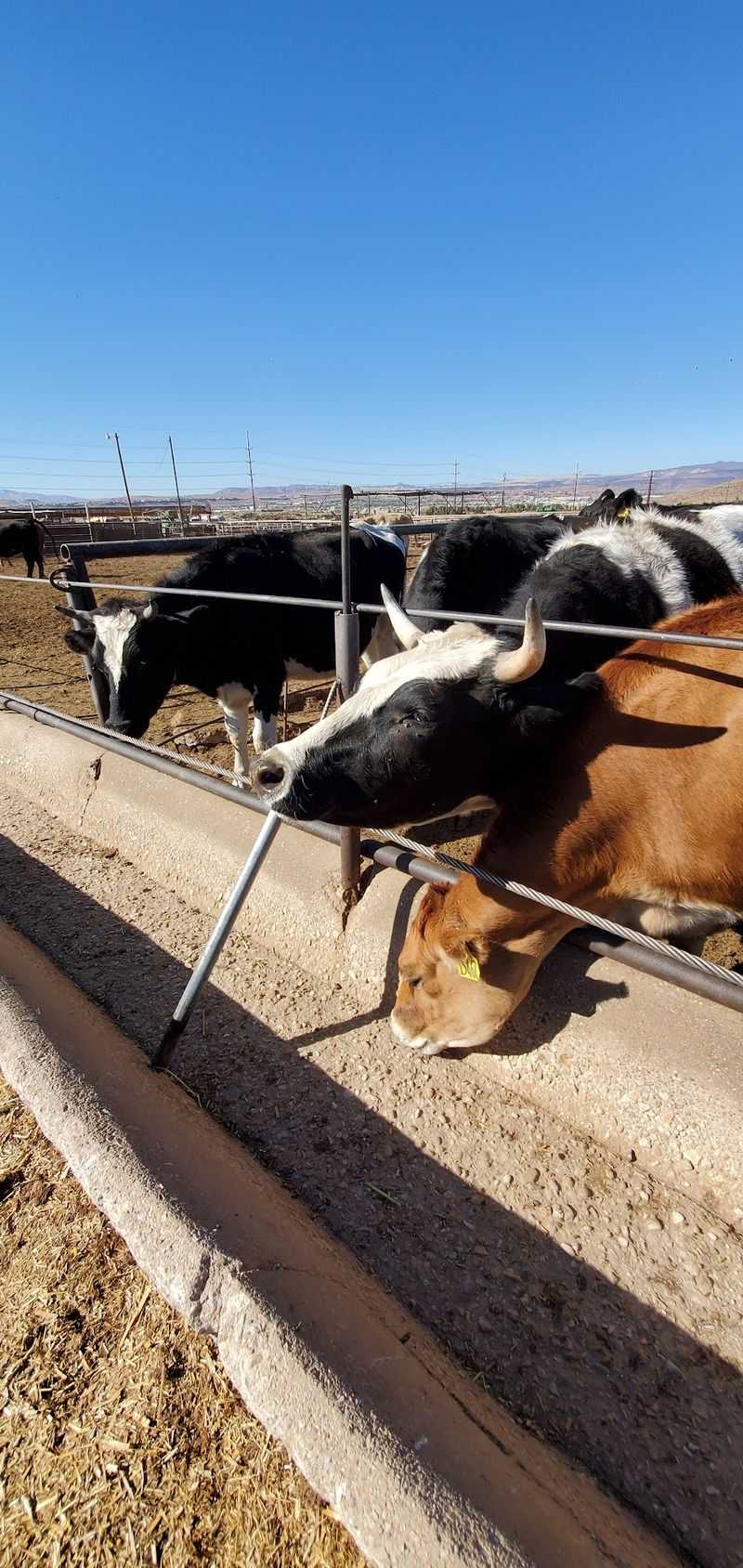 Cows, Trains, And A Chance To Try Milking