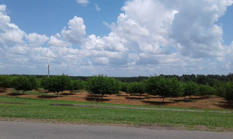 Orchard Views Are Not An Open Invitation