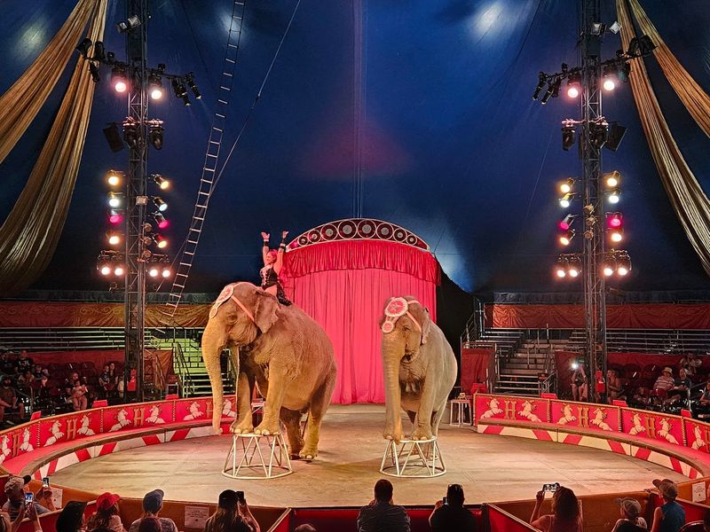 The Big Top Show Brings Back Old-School Circus Thrills