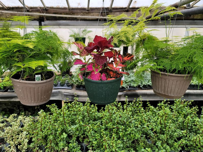 Houseplants Here Come With A Local Advantage