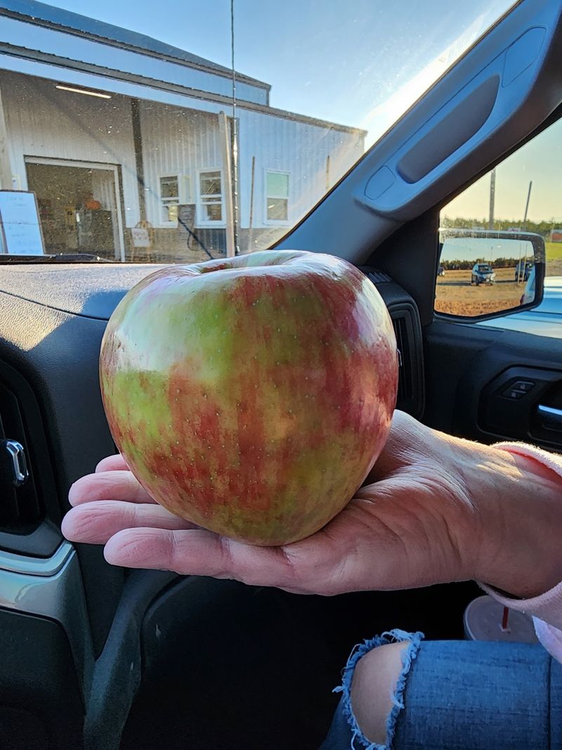 Crisp Apples Still Hang Ripe For Picking