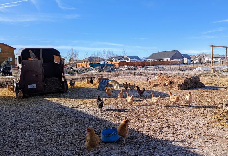 Those Eggs Come From Hens Living Their Best Life
