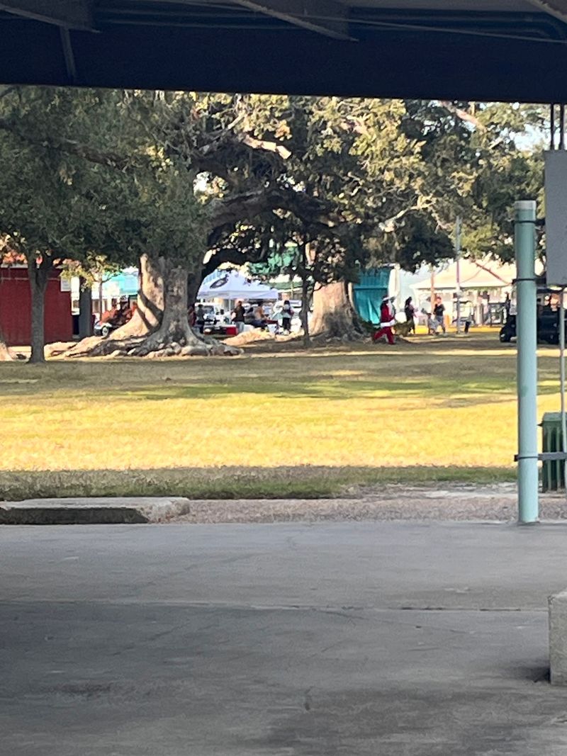 Old Live Oaks Bring The Shade And The Southern Charm