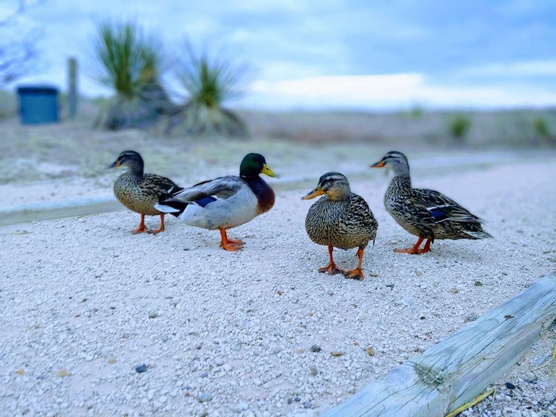 Bring Binoculars Because The Birds Show Up In A Big Way