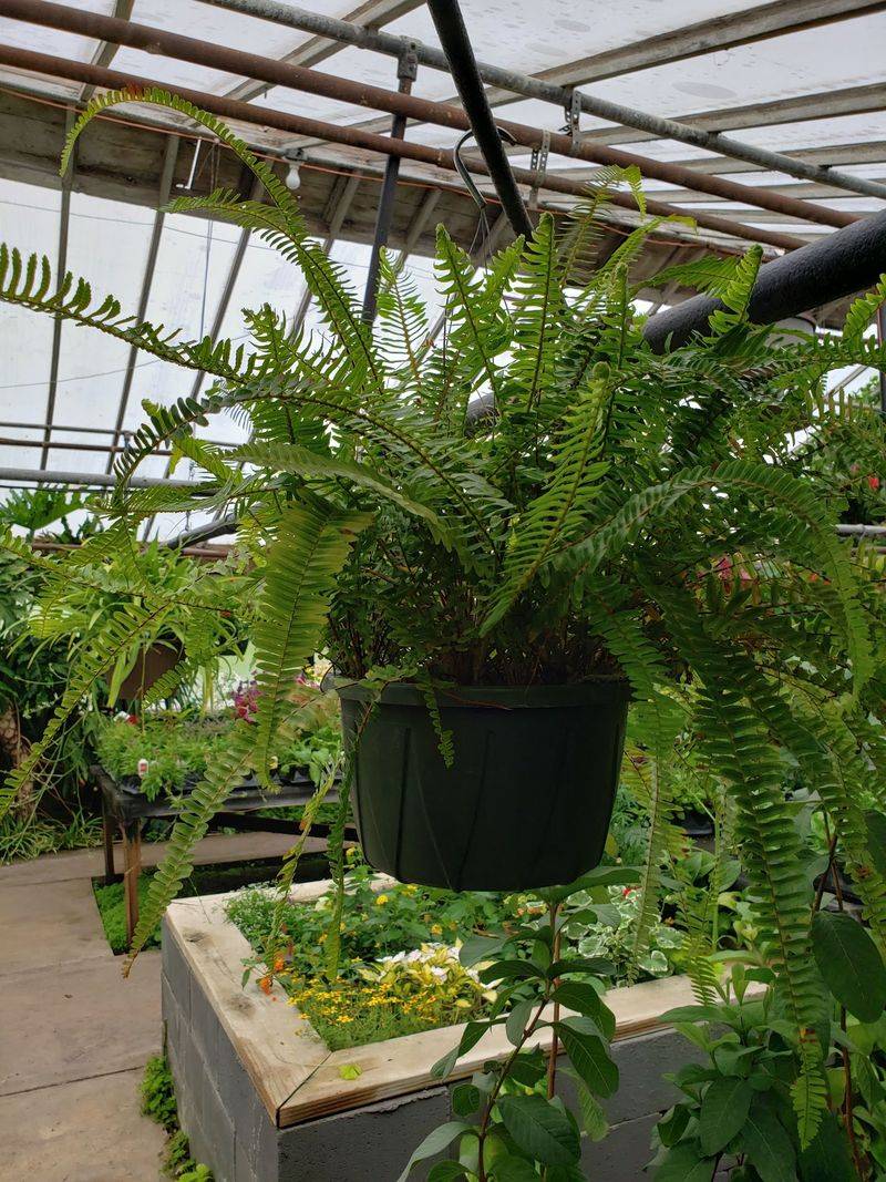 Tender Plants Can Ride Out Winter In Good Hands
