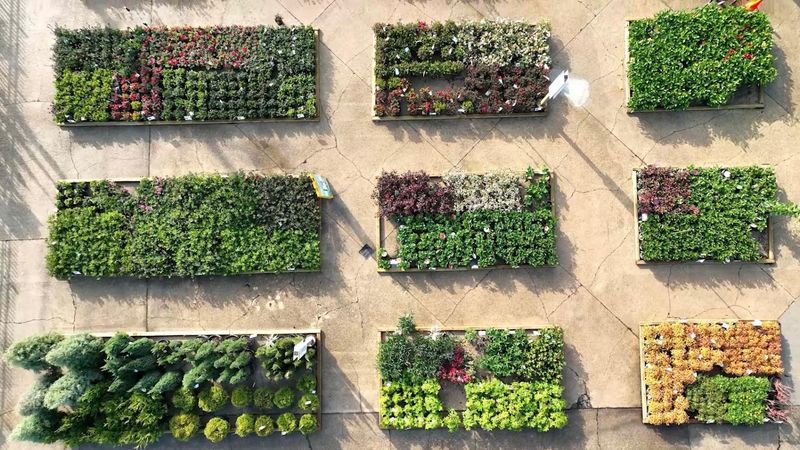 Plants Picked To Survive A Real Louisiana Summer