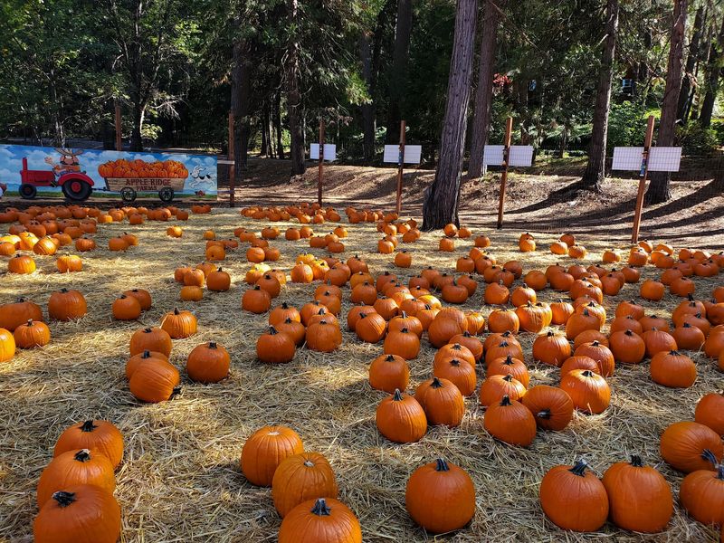A Pumpkin Patch Adds Another Reason To Visit In Fall