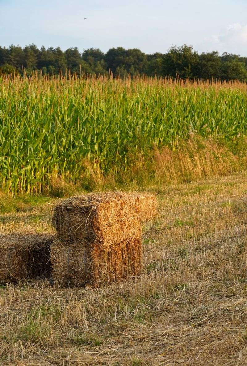 Climb A Mountain Made Of Hay And Swim In A Sea Of Corn
