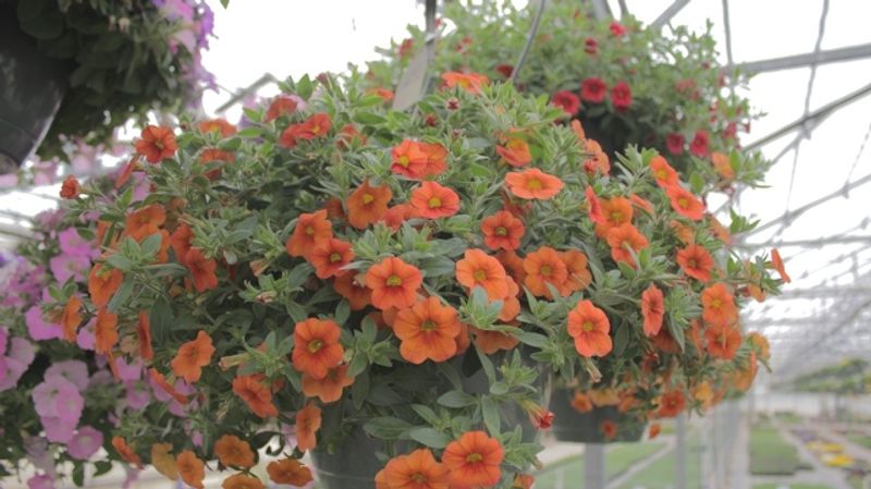 Petunias, Marigolds, And Baskets That Practically Show Off