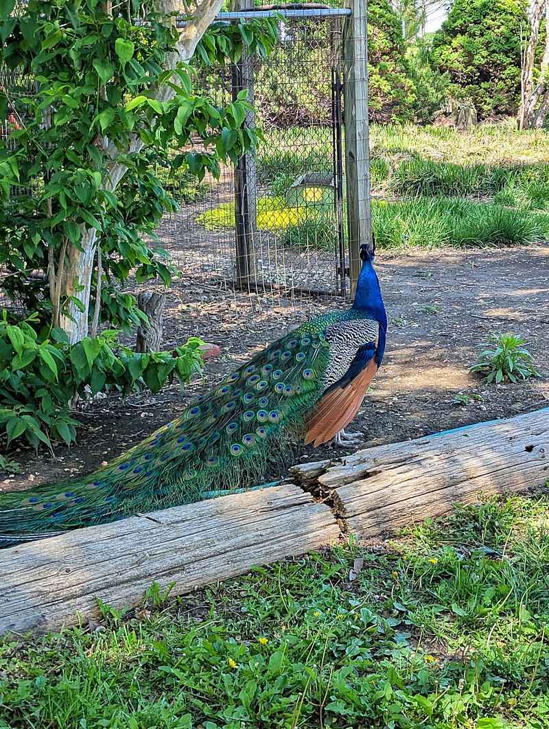 Peacocks, Alpacas, And Goats Make Plant Shopping Way More Fun