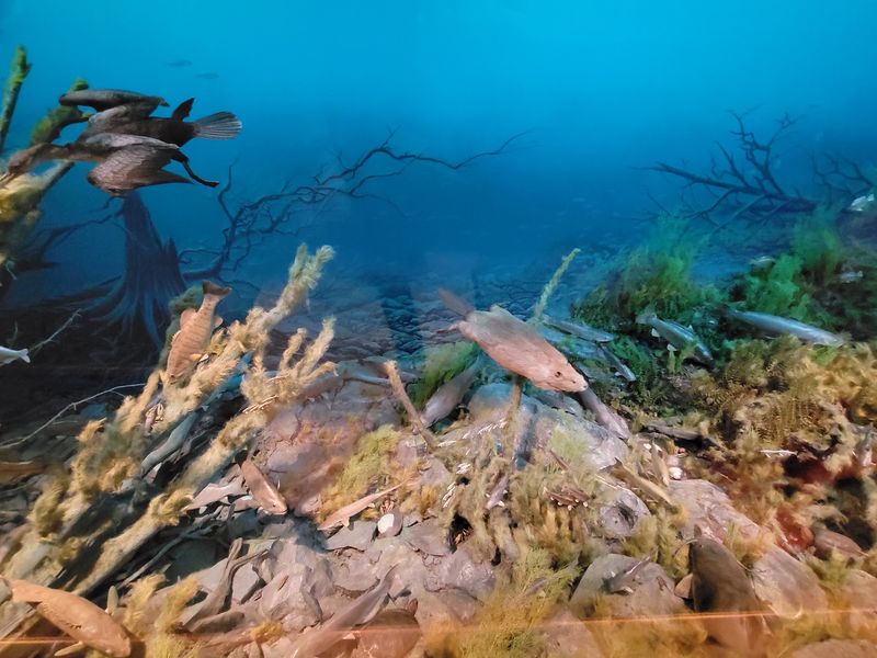 More Than 300 Lifelike Fish Are Waiting Behind The Glass