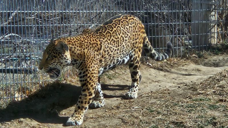 Cat Canyon Brings Even More Whiskers To The Party