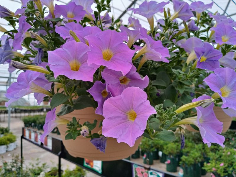 Classes And A Potting Bench Turn Shoppers Into Growers