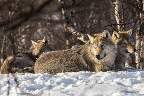 Wolves in the Polar Park (Photo: Chris Allsop)