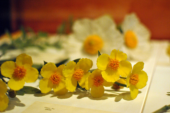 Delicate glass flowers at Harvard Natural History Museum (Photo: Angela N. via Flickr)