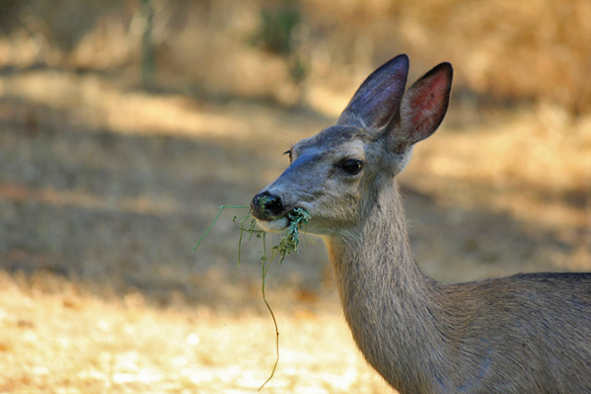 A deer enjoying a meal in Mariposa (photo credit: Jeff Rindskopf)